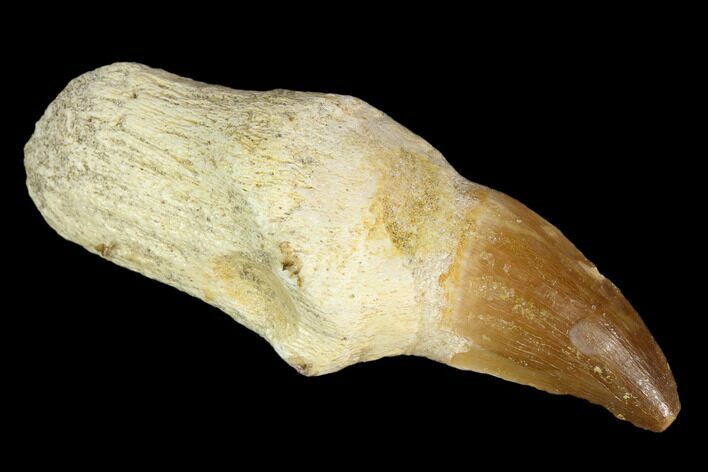 Fossil Rooted Mosasaur (Prognathodon) Tooth - Morocco #116960
